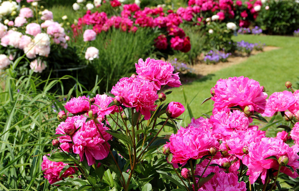 May gardening jobs. View of peonies and other bright red and pink flowers