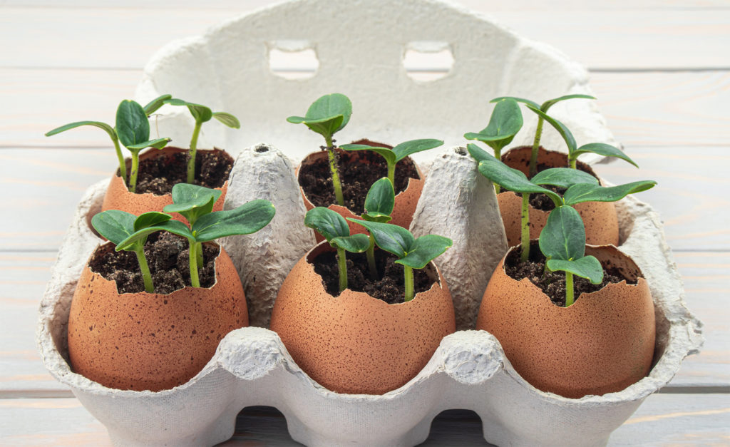 Seedling plants of cucumber in eggshells. Eco gardening. Reuse. Concept of environmentally friendly living. Plastic free, zero waste concept. Springtime. Easter