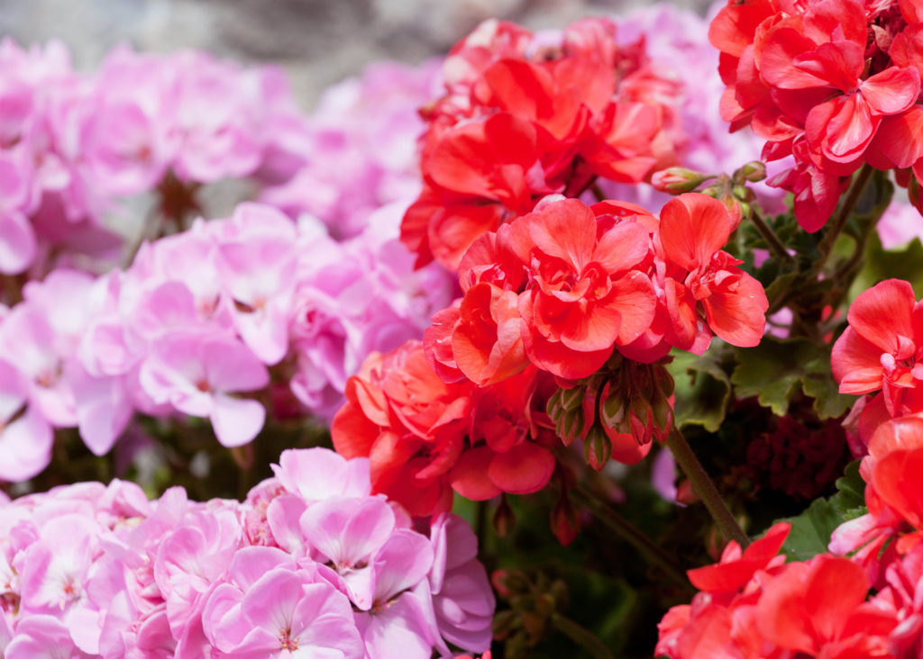 mixed geraniums