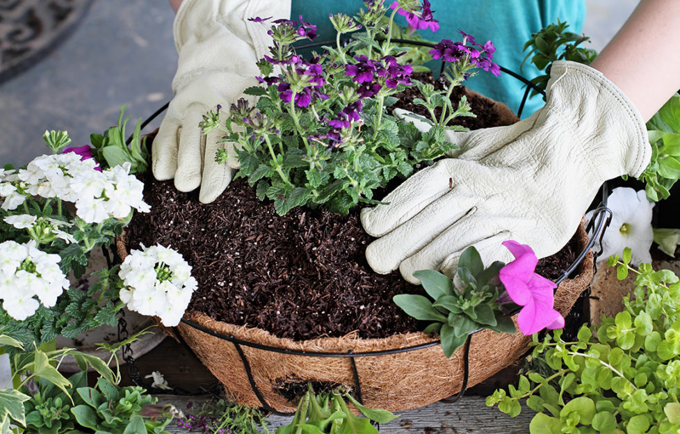 Demonstration of a young woman giving a tutorial on how to plant a hanging basket or pot of flowers. Flowers include Verbena, Petunias, Creeping Jenny and Alyssum.