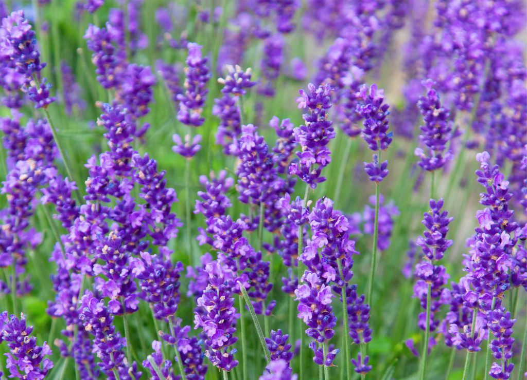 Lavender in full bloom