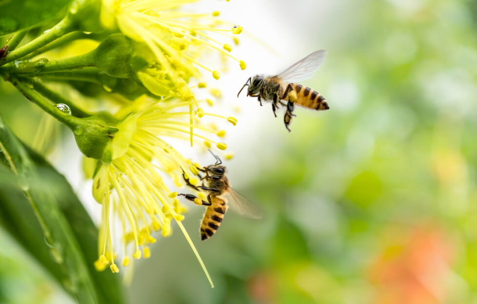 Flying honey bee collecting pollen at yellow flower.Bee flying over the yellow flower