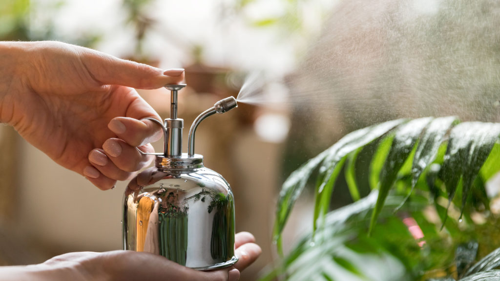 Close up of woman florist spraying houseplant by vintage steel water sprayer at garden home/greenhouse, taking care of plants, daylight. Home gardening, love of houseplants, freelance; 