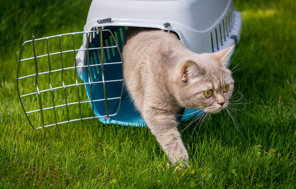 Pedigree cat comes out of pet carrier into garden, sniffing