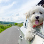 How Much Do Dogs Love Going On Holiday? We Have The Answers!