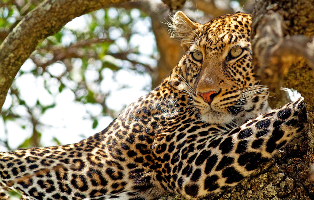 Wild leopard lying in wait atop a tree in Masai Mara, Kenya Pic: Shutterstock