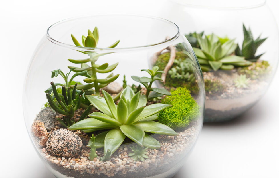 Two planted terrariums Pic: Shutterstock