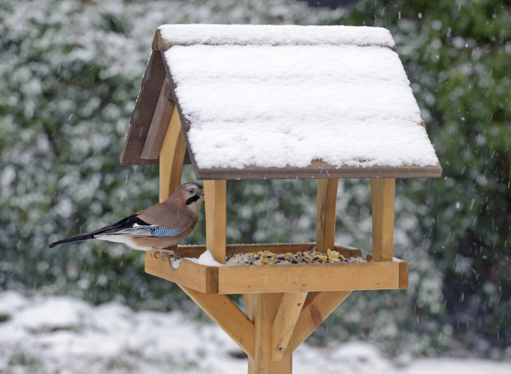 Jay Garrulus glandarius, feeding on RSPB garden bird table in snow, January
