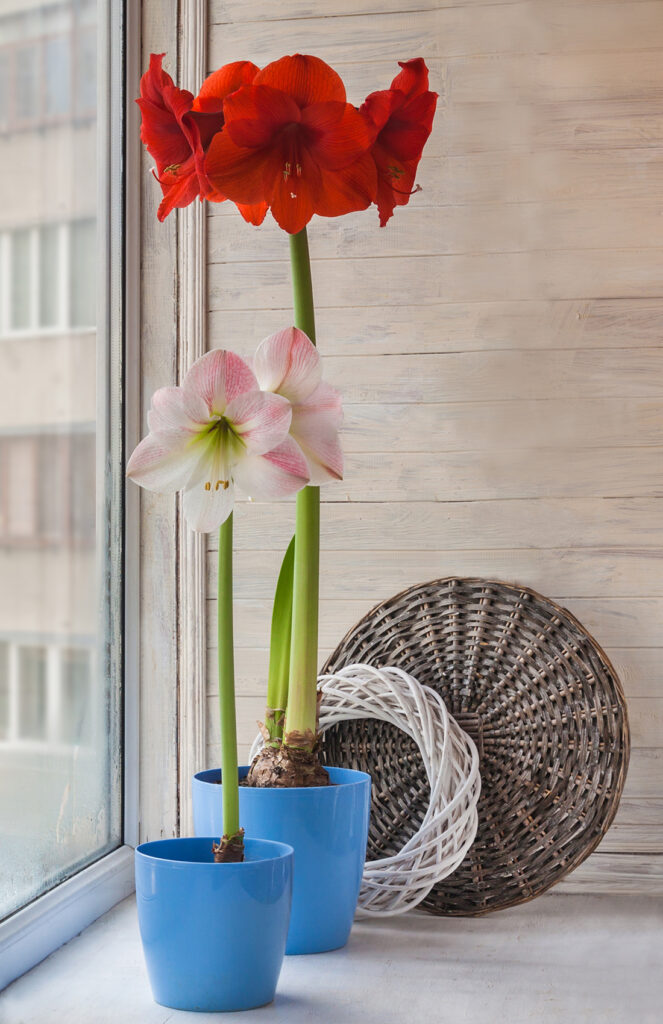 Two Hippeastrum (amaryllis) in blue pot with on window on the background braided circle;