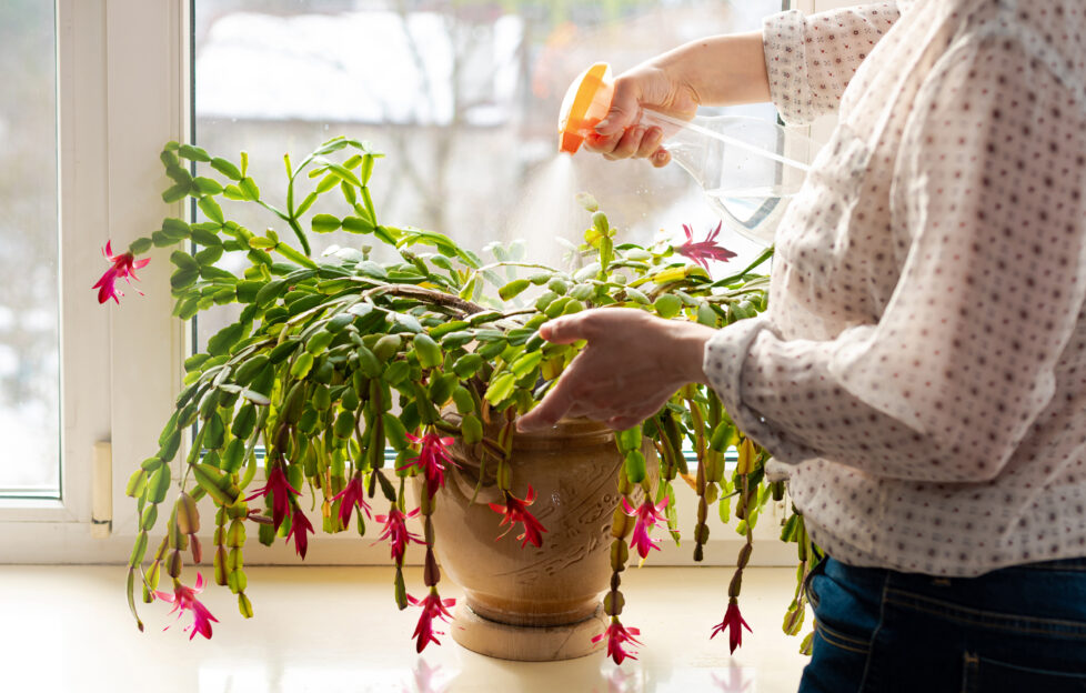 Woman spraying with water green leaves of succulent Thanksgiving Cactus, Christmas cacti. Indoor potted fresh plants on the windowsill in the sunlight.;