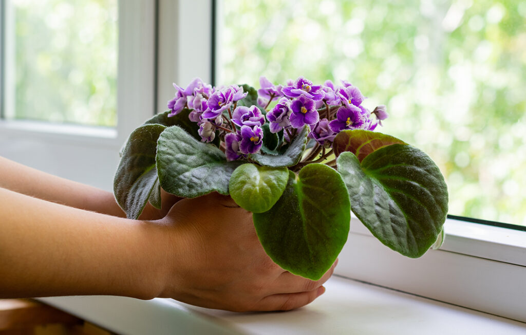 Hands place African violets in plant pot on windowsill