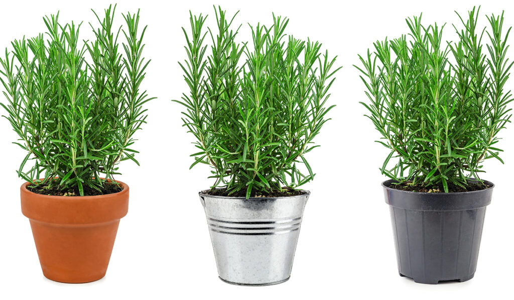 Rosemary in three different pots isolated on white background; 