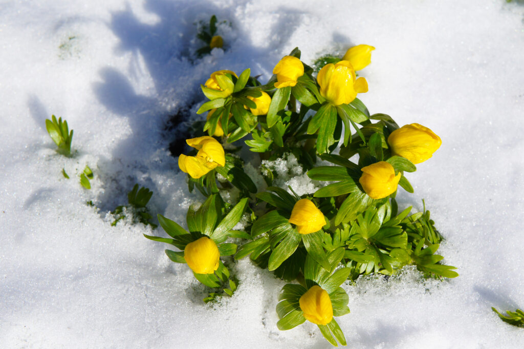 Eranthis hyemalis or winter aconite early yellow flowers on snow