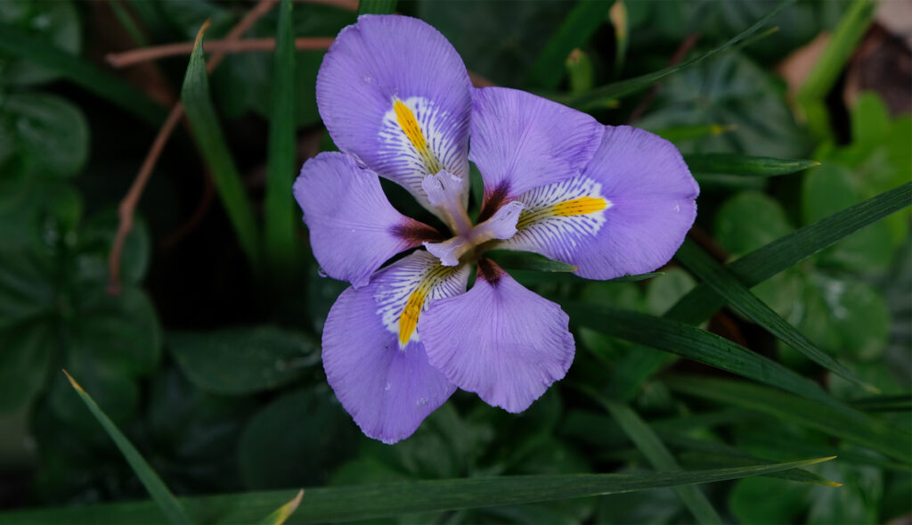 iris unguicularis / algerian iris close up;