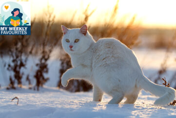 white cat in snowy field, golden light from low sun