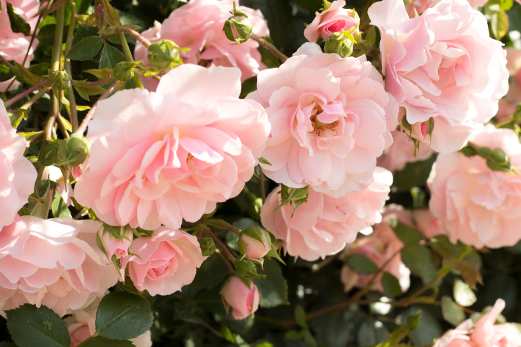 Dobbies Gardening Tips