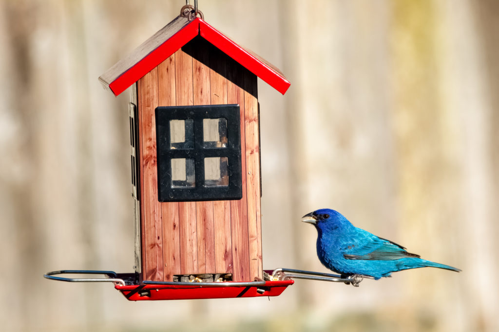 Eco-Friendly Garden Tips