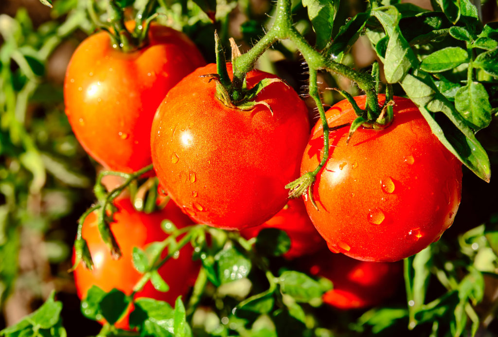 Eco-Friendly Garden Tips