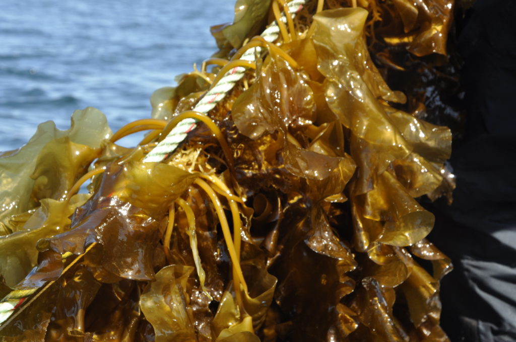 Seaweed growing attached to a rope - another cultivation method being tested.