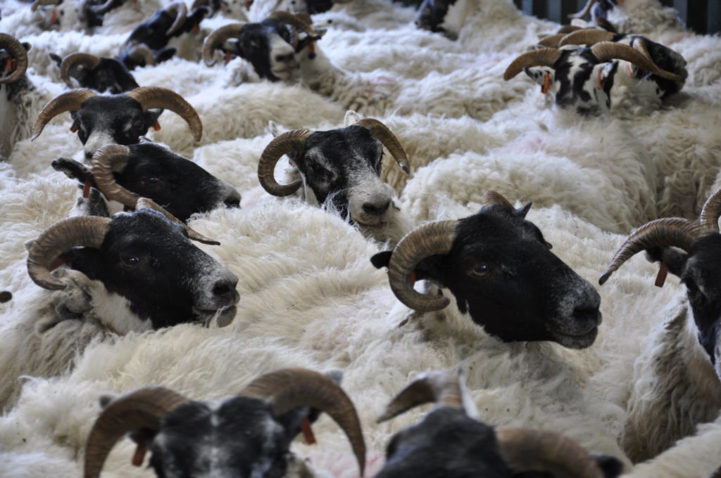 Sheep shearers' contest is a near thing The Oban Times