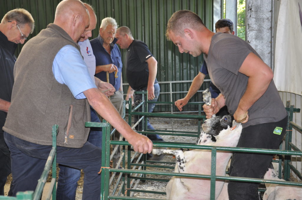Sheep shearers' contest is a near thing The Oban Times