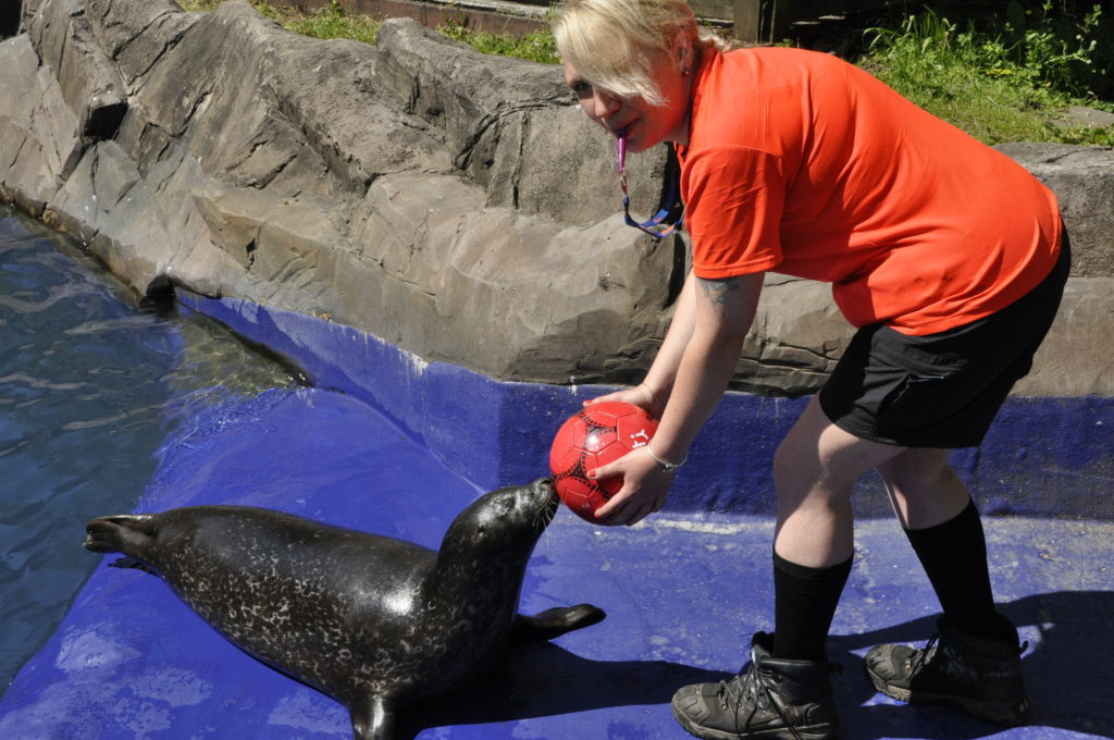 Seals play ball to predict World Cup winner The Oban Times