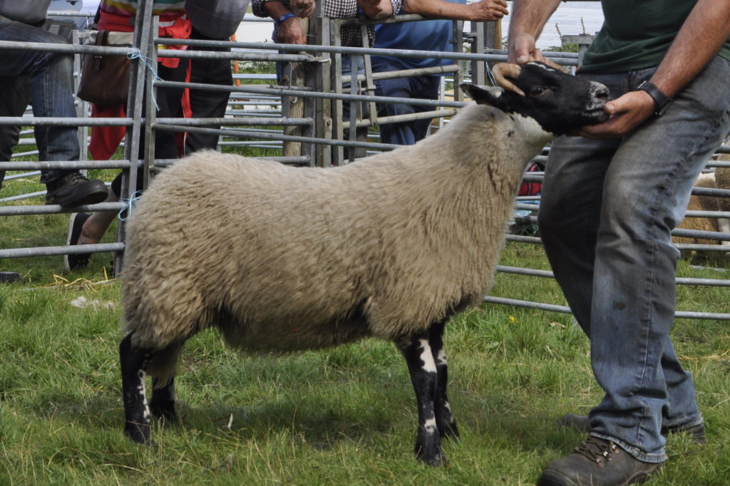 Sun shines on Salen for this year&#039;s show - The Oban Times