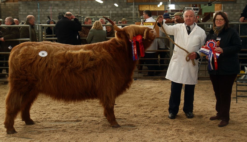 Highland Cattle launch 2017 annual spring show and sale