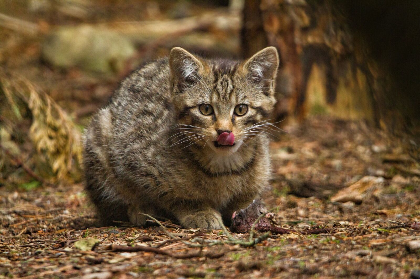 Three rare wildcats born in the Highlands The Oban Times