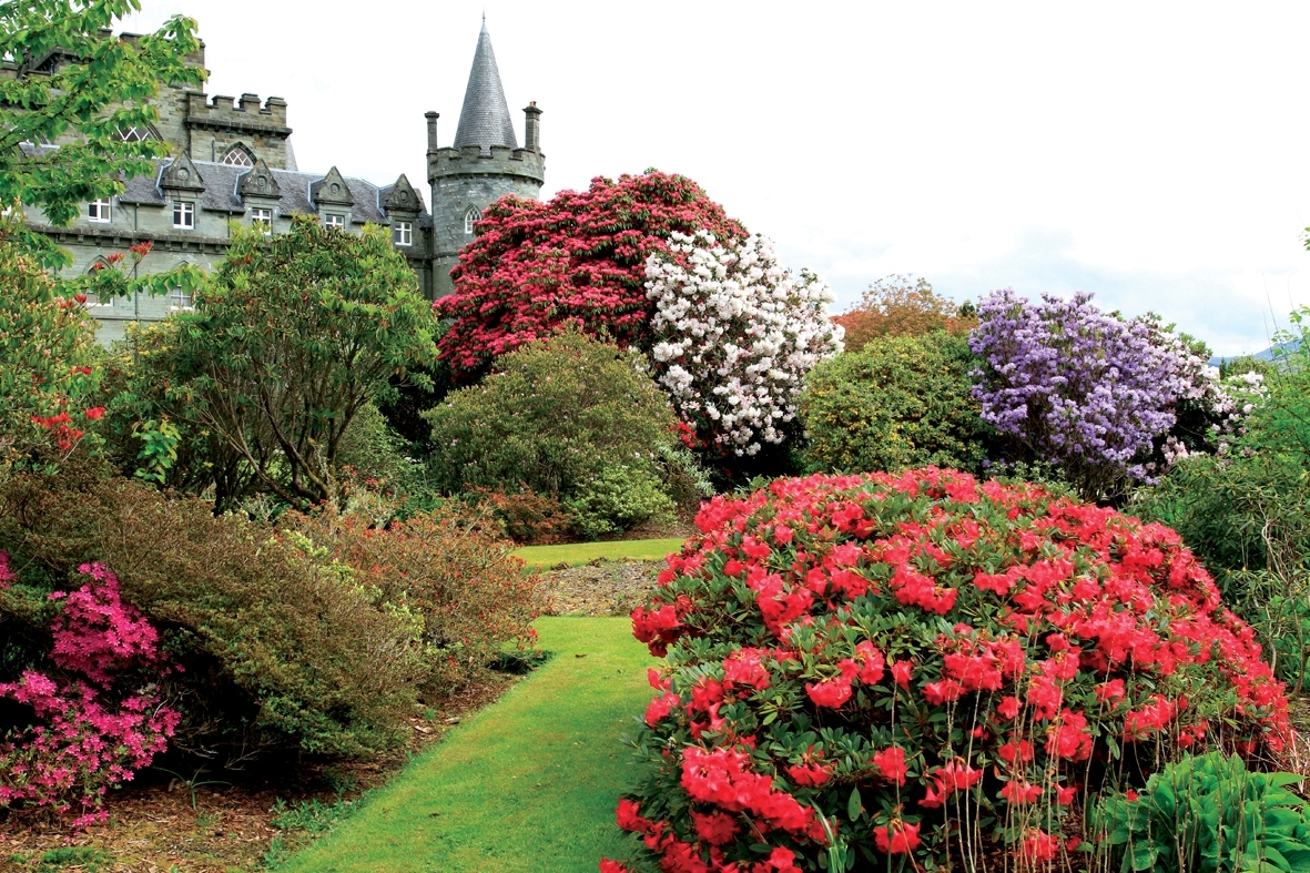 West Coast in bloom for rhododendron festival The Oban Times