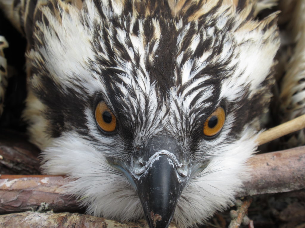 osprey bolt