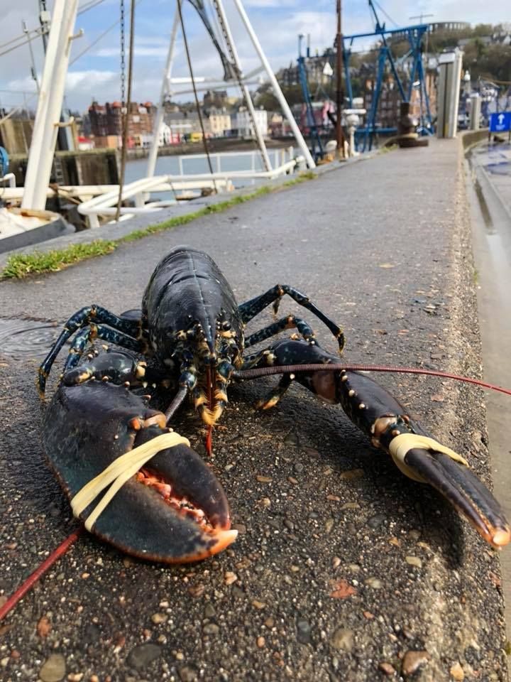 Lobster landing size issue raised with government The Oban Times