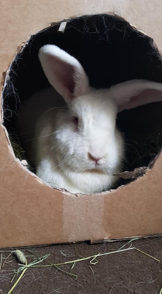 Plea for return of missing rabbit in Fort William The Oban Times