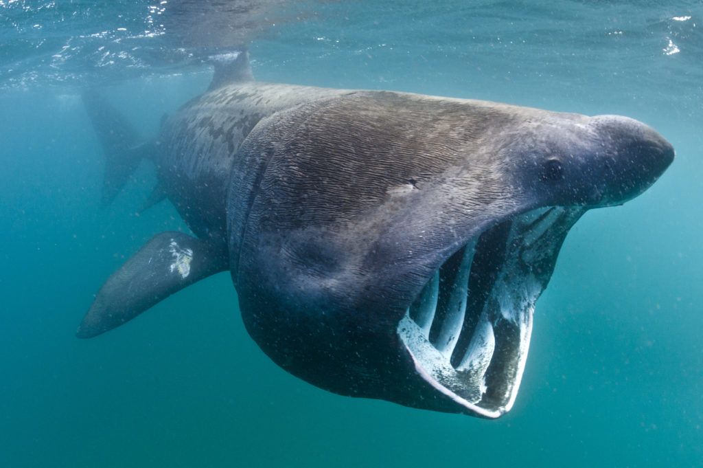 Robot cameras reveal secret lives of basking sharks - The Oban Times