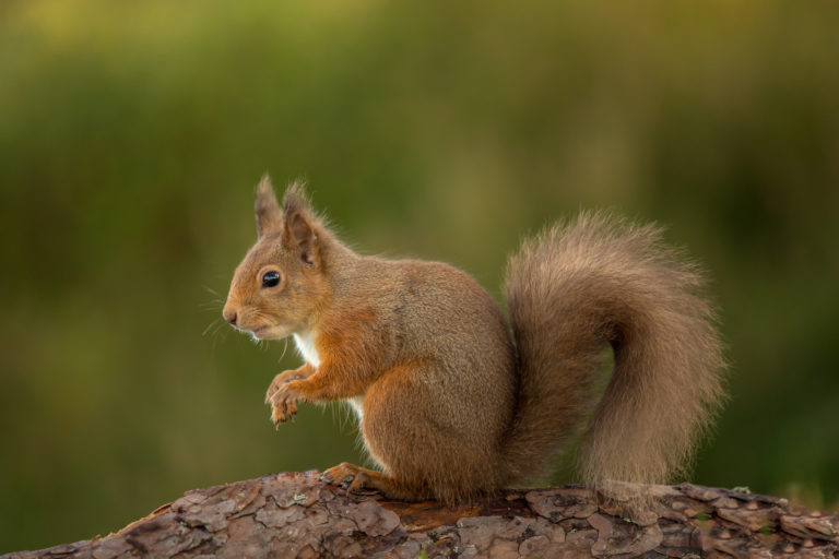 scottish squirrels Archives - The Oban Times