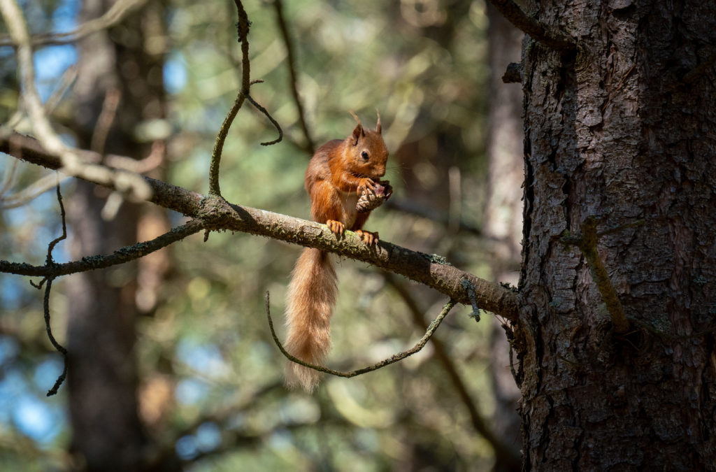 Red squirrels could be a common sight in Morvern woodlands. Photograph: Chris Aldridge|Trees for Life. NO F04 Red Squirrel Eating - Chris Aldridge HR