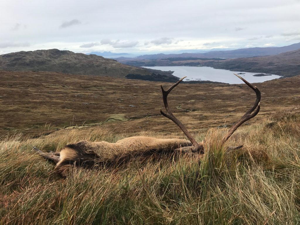 The last stag of the season. Photograph supplied by Iain Thornber