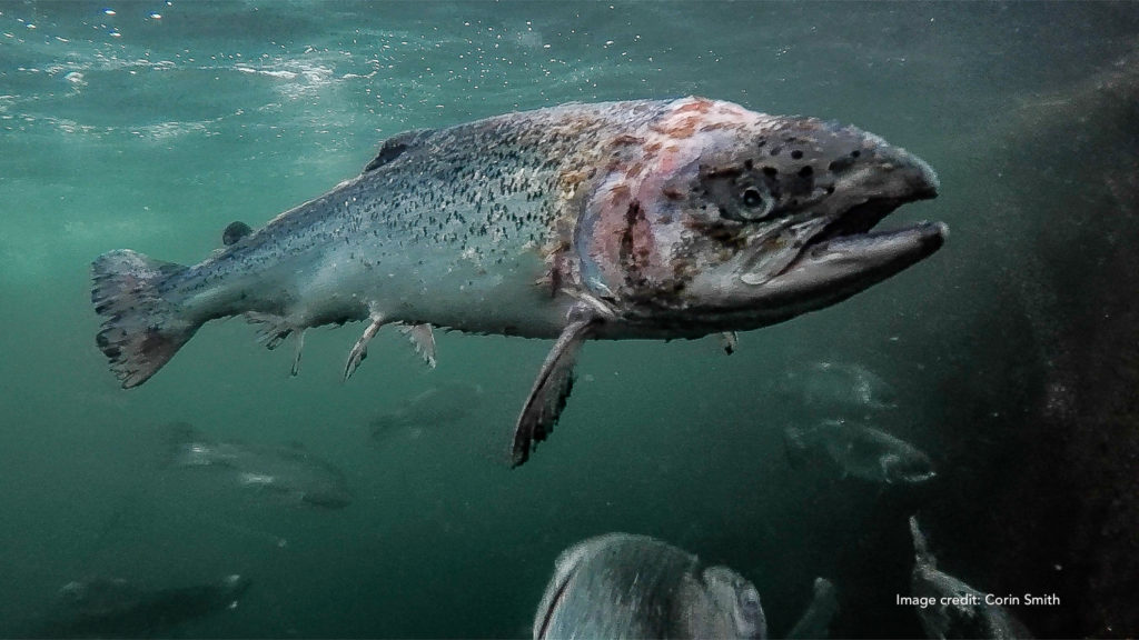 Groups join calls for farmed salmon boycott if no new controls - The ...