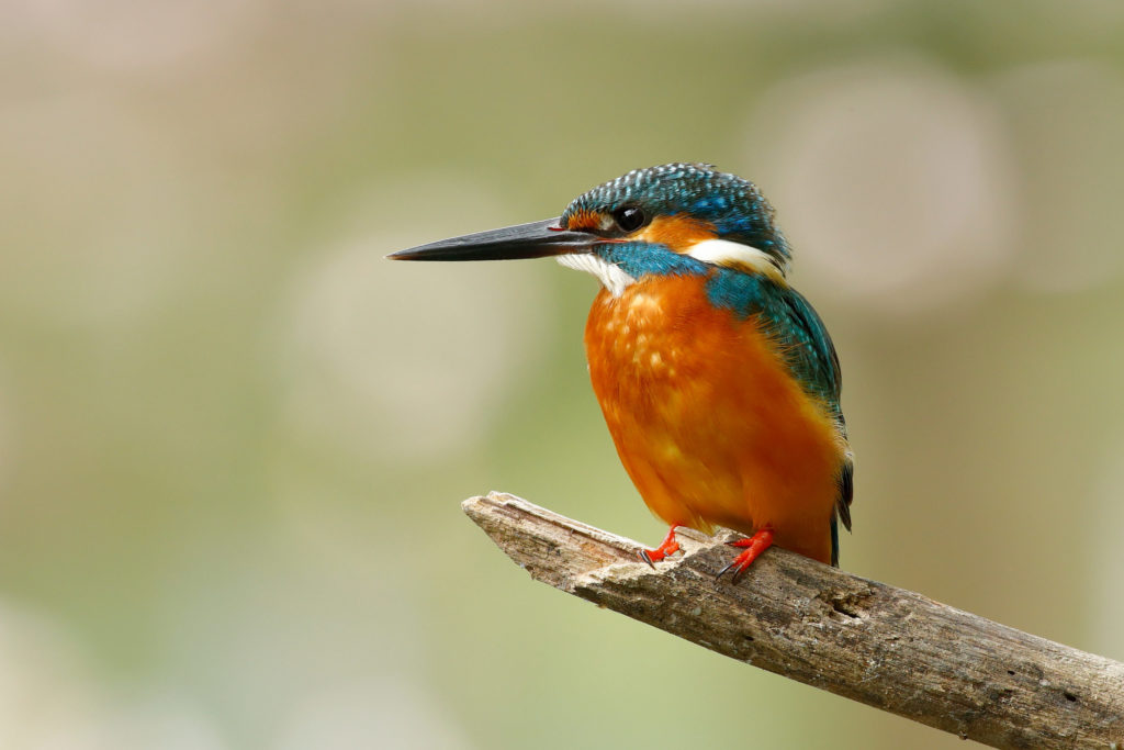 Kingfishers have been spotted with varying success for many years in the Banavie area near the canal. shutterstock_1277445163-scaled.jpg