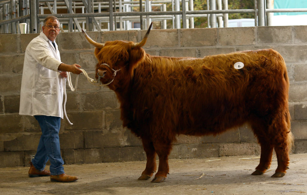 Highland Cattle Society annual autumn sale Highland Cattle Society annual autumn sale