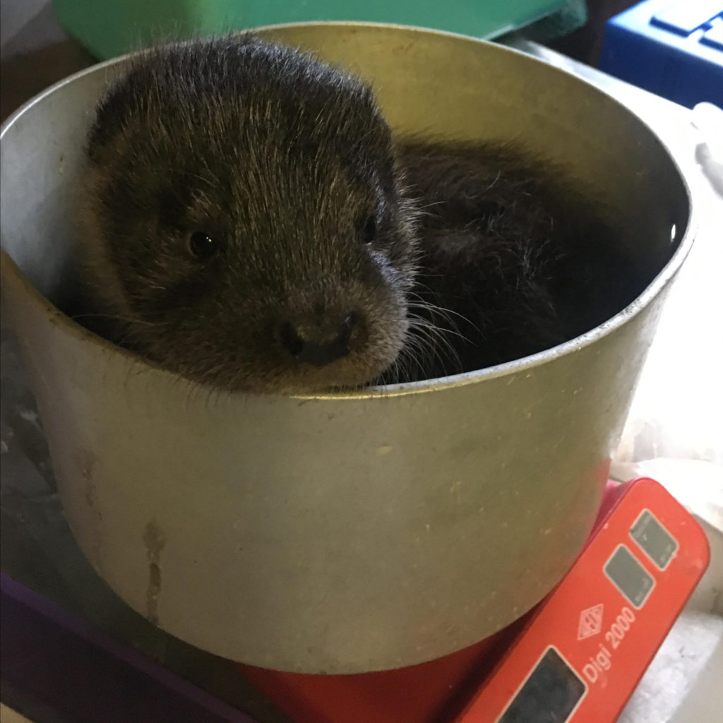 NO F03 Otter Louis