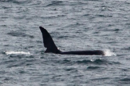 Joe Coe photographed by Will McEnery-Cartwright off the coast of Cornwall earlier this month. NO F22 Orca John Coe