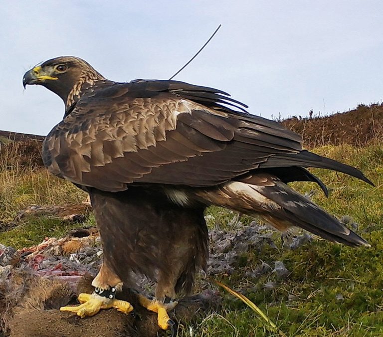 Lochaber golden eagles now soaring across skies of southern Scotland ...