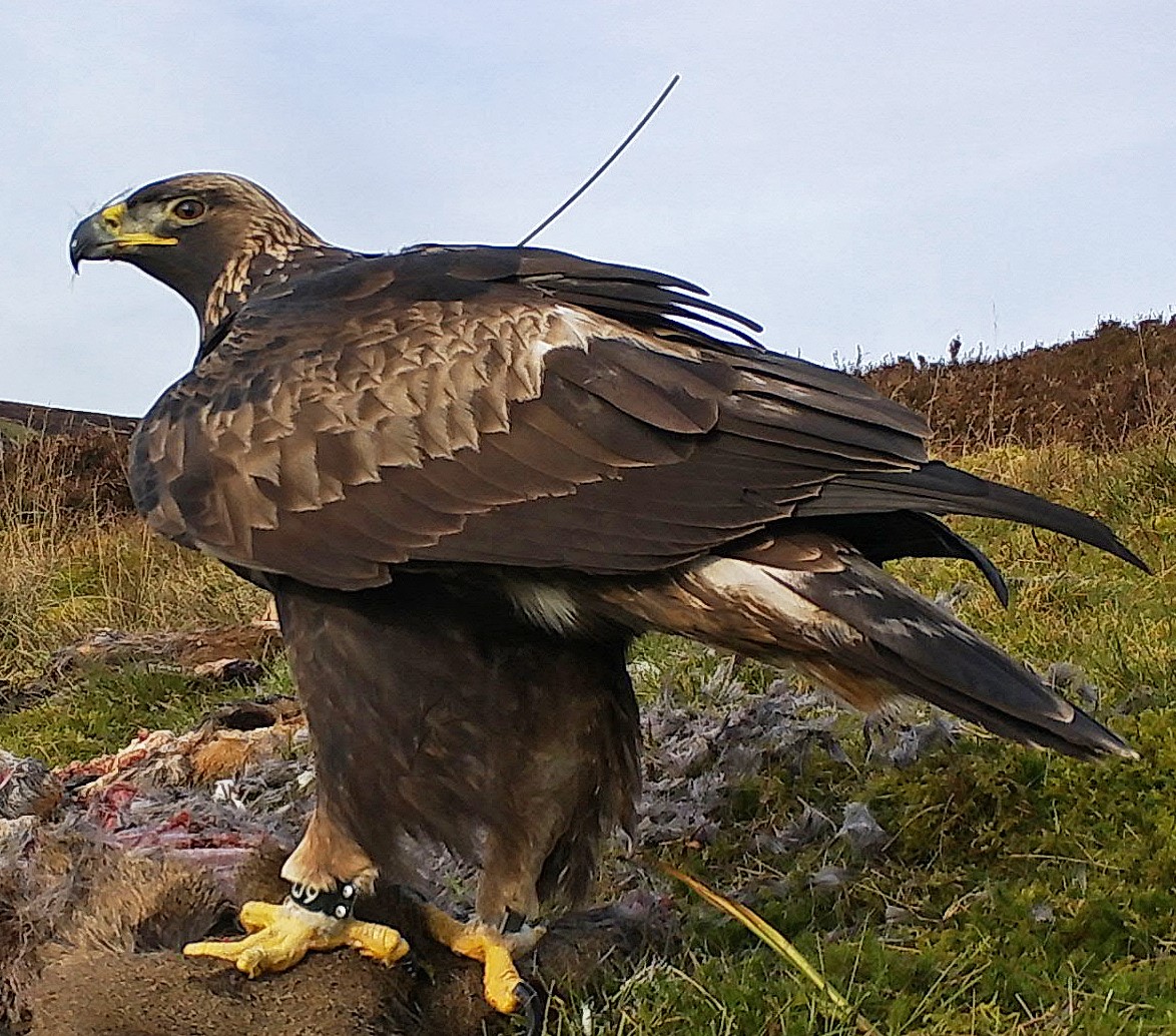 Lochaber golden eagles now soaring across skies of southern Scotland