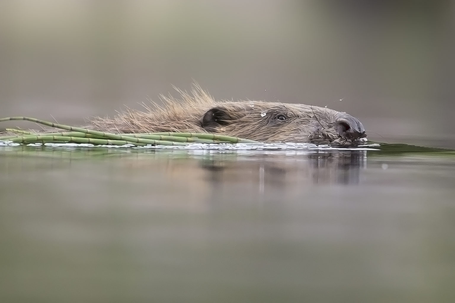 Trees for Life launch legal challenge to government’s beaver kill