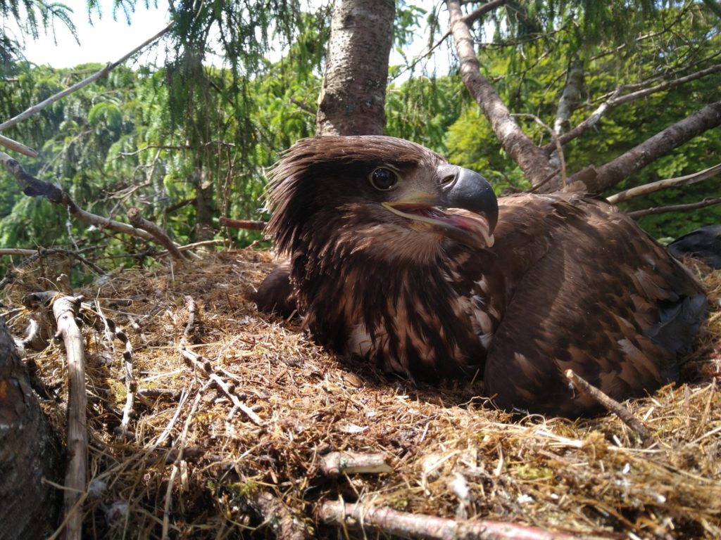 Eagle-eyed Ulva keeps nest watch