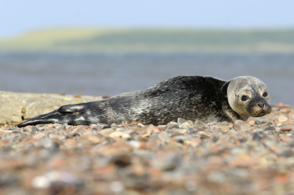 NatureScot urges watersport visitors to keep their distance from seals