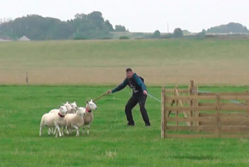 World Sheepdog Trials