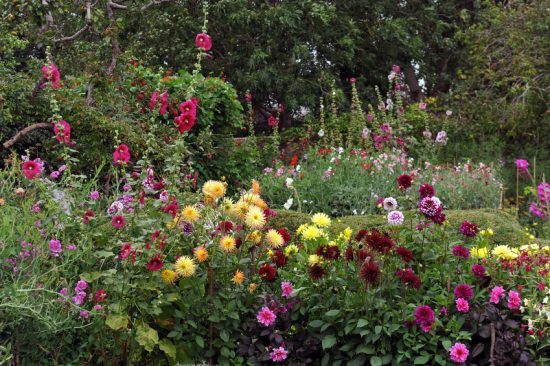 Dahlias and Hollyhocks flower in an English Country Garden