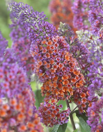 Buddleia